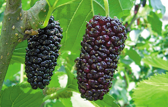 市妇联到同古镇平竹村开展“六一”慰问活动‘3377官网’