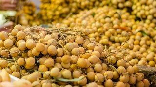 【3377体育】2012世界华商转型发展论坛11月25日盛大