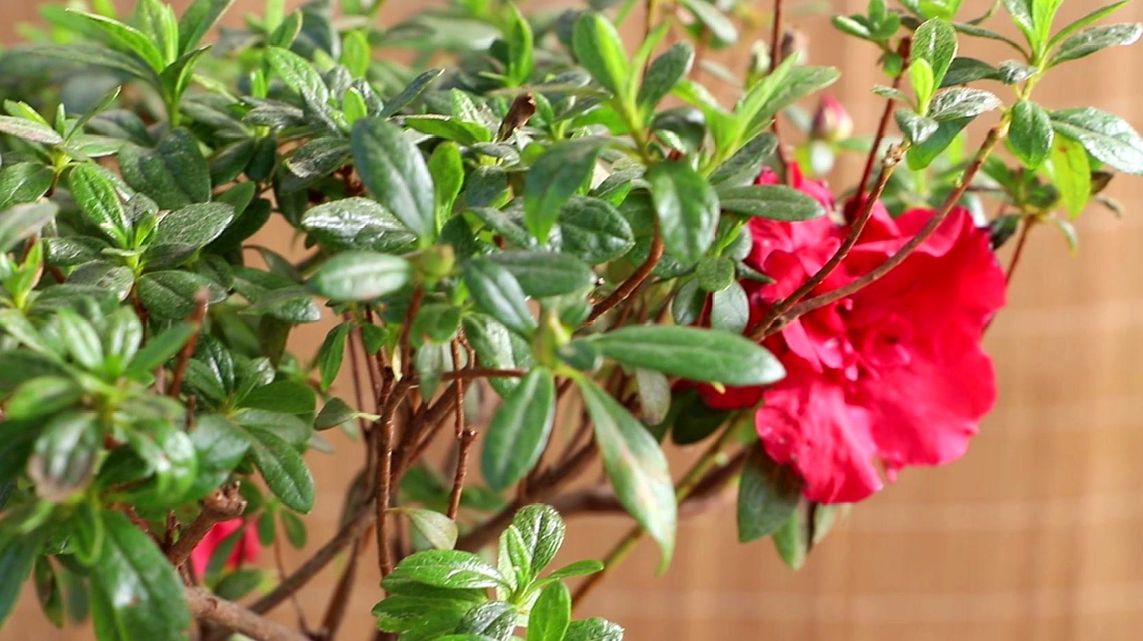 《叛变：沙漠风暴》宣布登陆PS4/Xbox One 8月25日发售‘3377app’(图2)